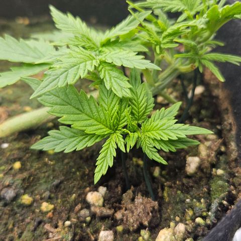 Quick One growlog timeline photo
