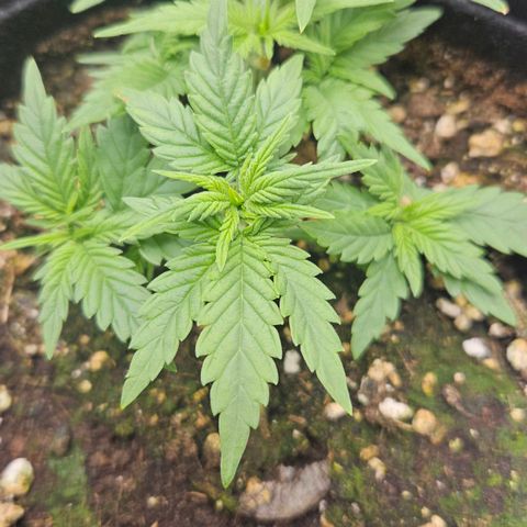 Deep Jealousy Auto growlog timeline photo