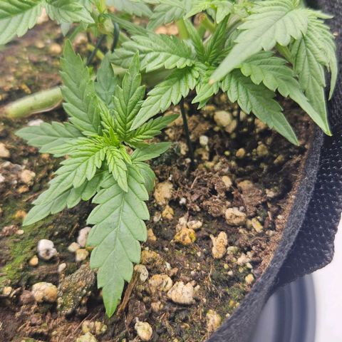 Deep Jealousy Auto growlog timeline photo