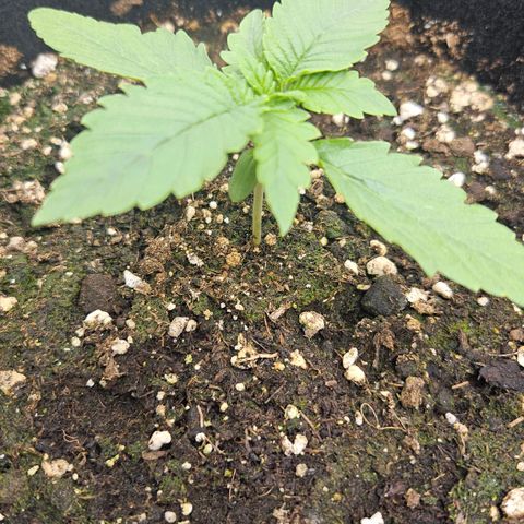 Strawberry Cola growlog timeline photo