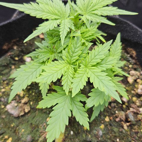 Quick One growlog timeline photo
