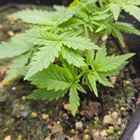 Quick One growlog timeline photo