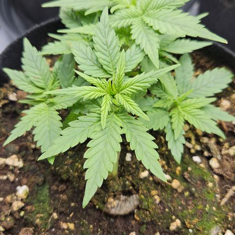 Deep Jealousy Auto growlog timeline photo