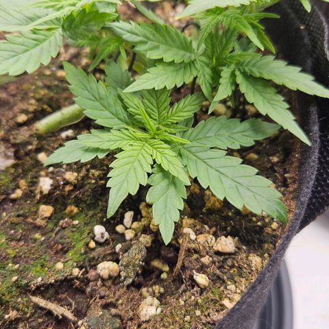 Deep Jealousy Auto growlog timeline photo