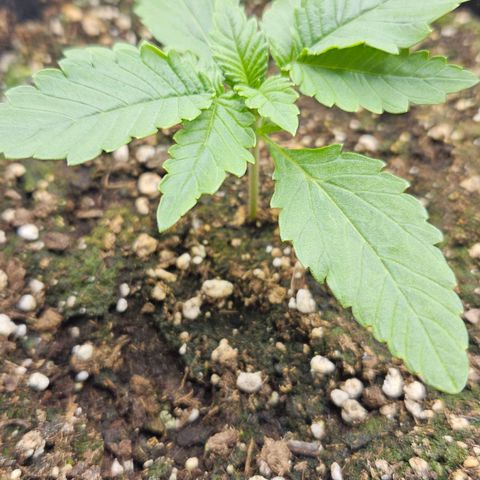 Strawberry Cola growlog timeline photo