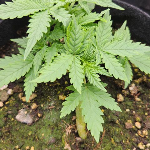 Quick One growlog timeline photo