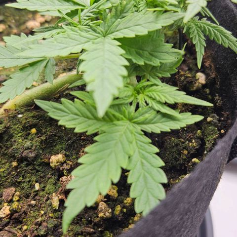 Quick One growlog timeline photo