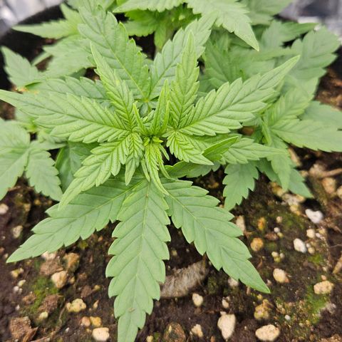 Deep Jealousy Auto growlog timeline photo