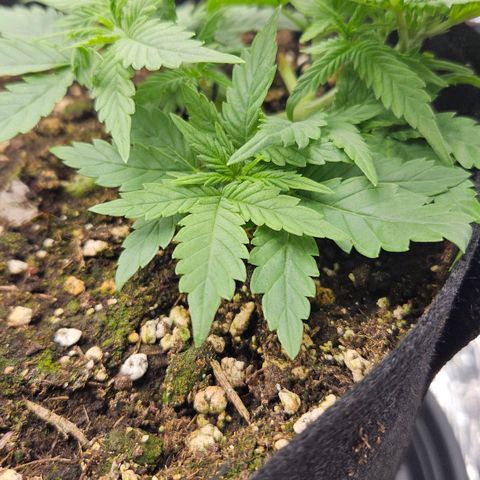Deep Jealousy Auto growlog timeline photo