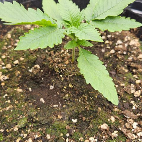 Strawberry Cola growlog timeline photo