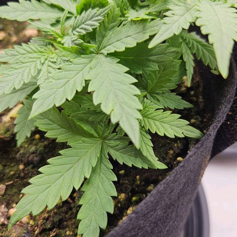 Quick One growlog timeline photo