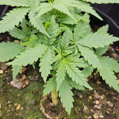 Quick One growlog timeline photo