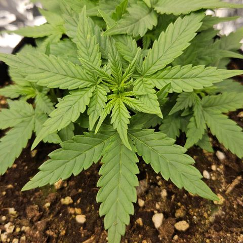 Deep Jealousy Auto growlog timeline photo