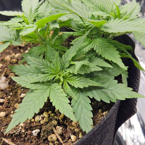 Deep Jealousy Auto growlog timeline photo