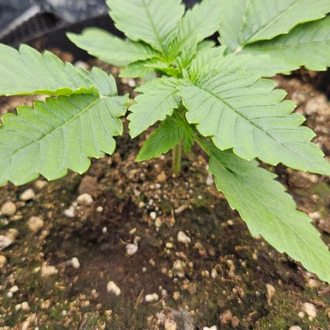Strawberry Cola growlog timeline photo