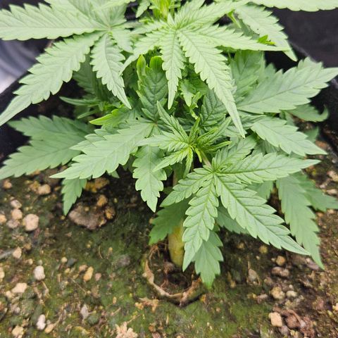 Quick One growlog timeline photo