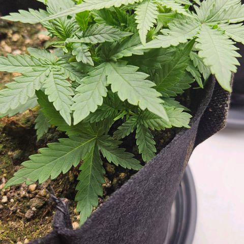 Quick One growlog timeline photo