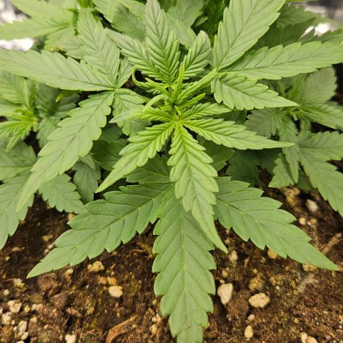 Deep Jealousy Auto growlog timeline photo