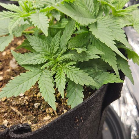 Deep Jealousy Auto growlog timeline photo