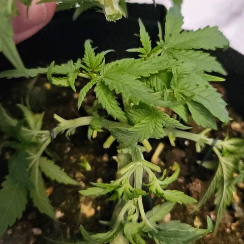 Quick One growlog timeline photo