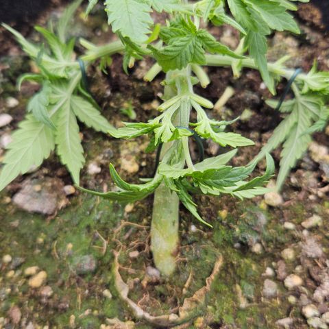 Quick One growlog timeline photo