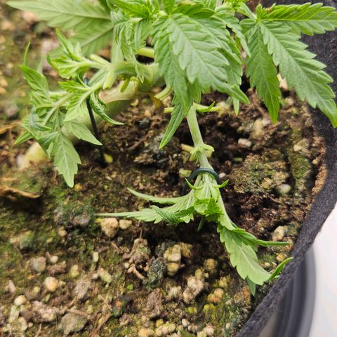 Quick One growlog timeline photo