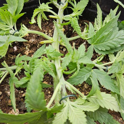 Deep Jealousy Auto growlog timeline photo