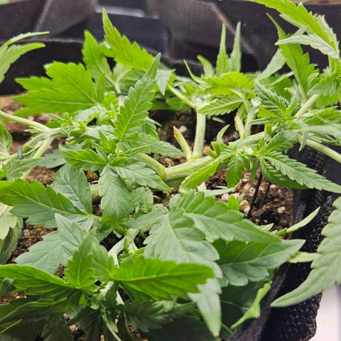 Deep Jealousy Auto growlog timeline photo