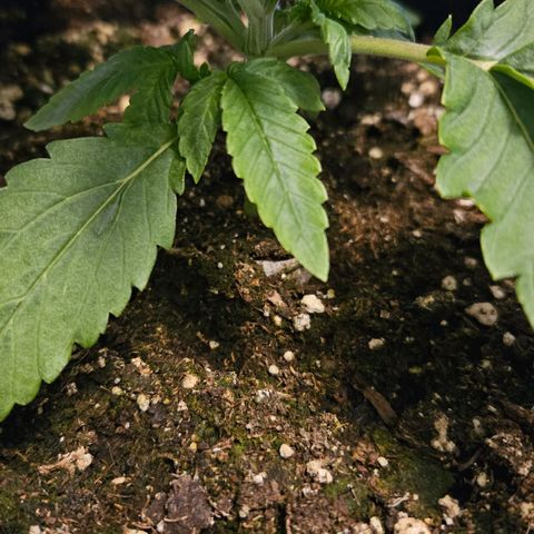 Strawberry Cola growlog timeline photo