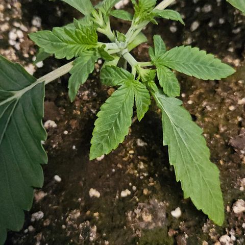 Strawberry Cola growlog timeline photo