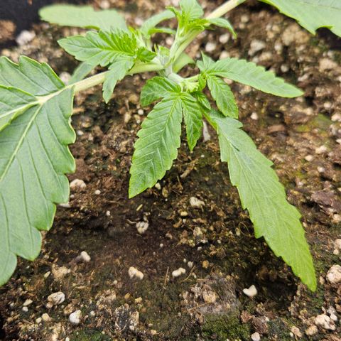 Strawberry Cola growlog timeline photo