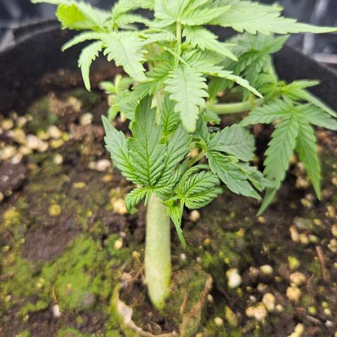 Quick One growlog timeline photo