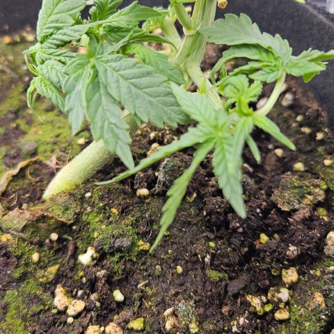Quick One growlog timeline photo
