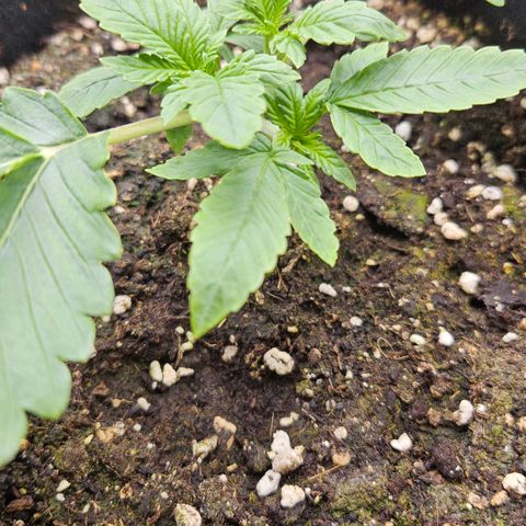 Strawberry Cola growlog timeline photo