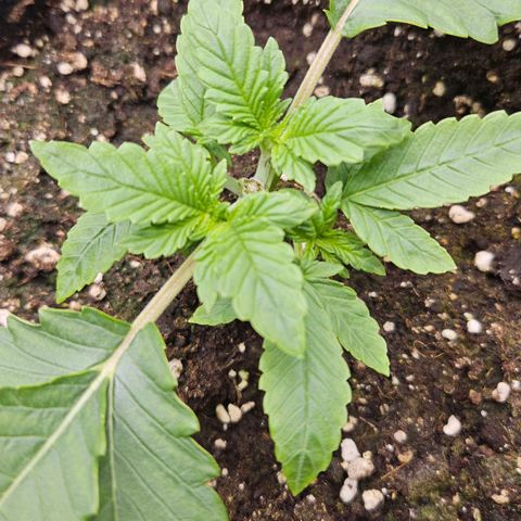 Strawberry Cola growlog timeline photo