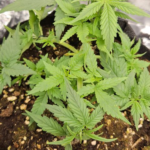 Deep Jealousy Auto growlog timeline photo