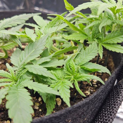 Deep Jealousy Auto growlog timeline photo