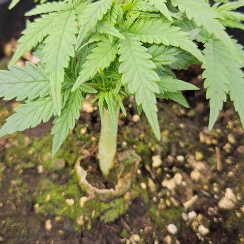 Quick One growlog timeline photo
