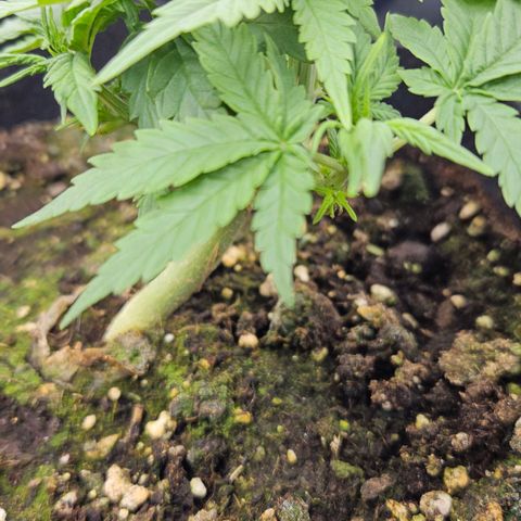 Quick One growlog timeline photo