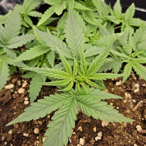 Deep Jealousy Auto growlog timeline photo