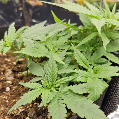 Deep Jealousy Auto growlog timeline photo