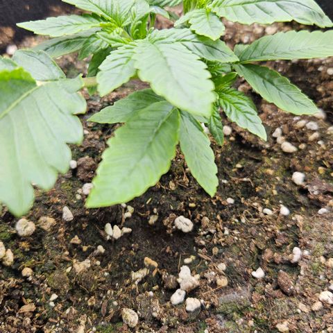 Strawberry Cola growlog timeline photo