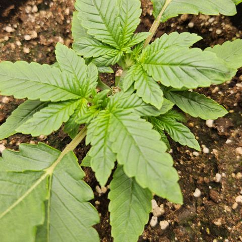 Strawberry Cola growlog timeline photo