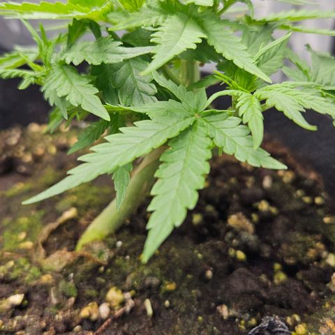 Quick One growlog timeline photo