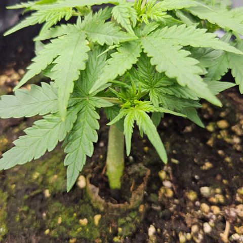 Quick One growlog timeline photo