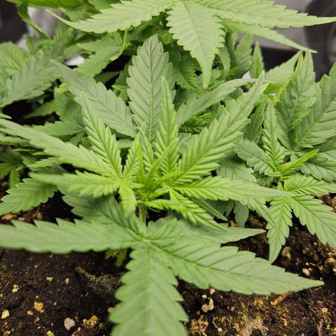 Deep Jealousy Auto growlog timeline photo