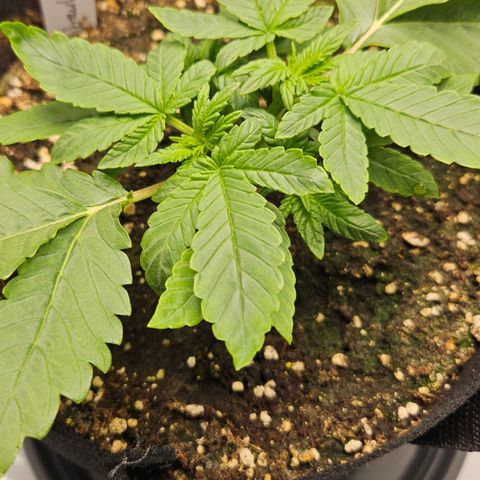 Strawberry Cola growlog timeline photo