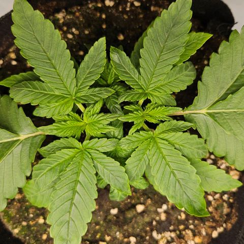 Strawberry Cola growlog timeline photo