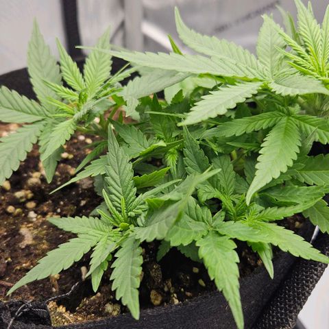 Deep Jealousy Auto growlog timeline photo