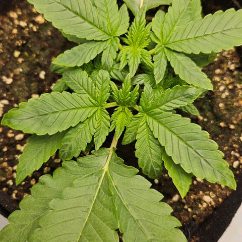 Strawberry Cola growlog timeline photo